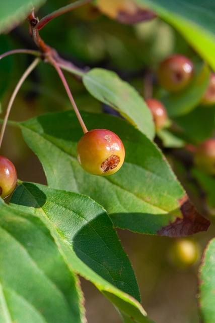 TA：纽卡正关注德甲市场，有意引进哈努斯和科贝尔